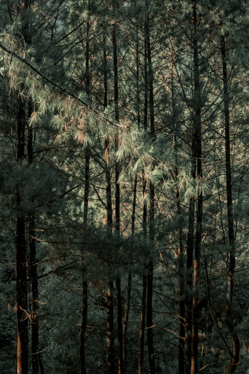 a group of pine trees in a forest