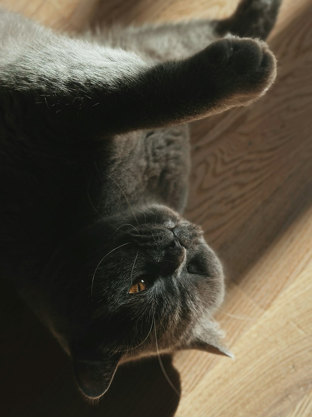 a cat laying on its back on a wooden floor