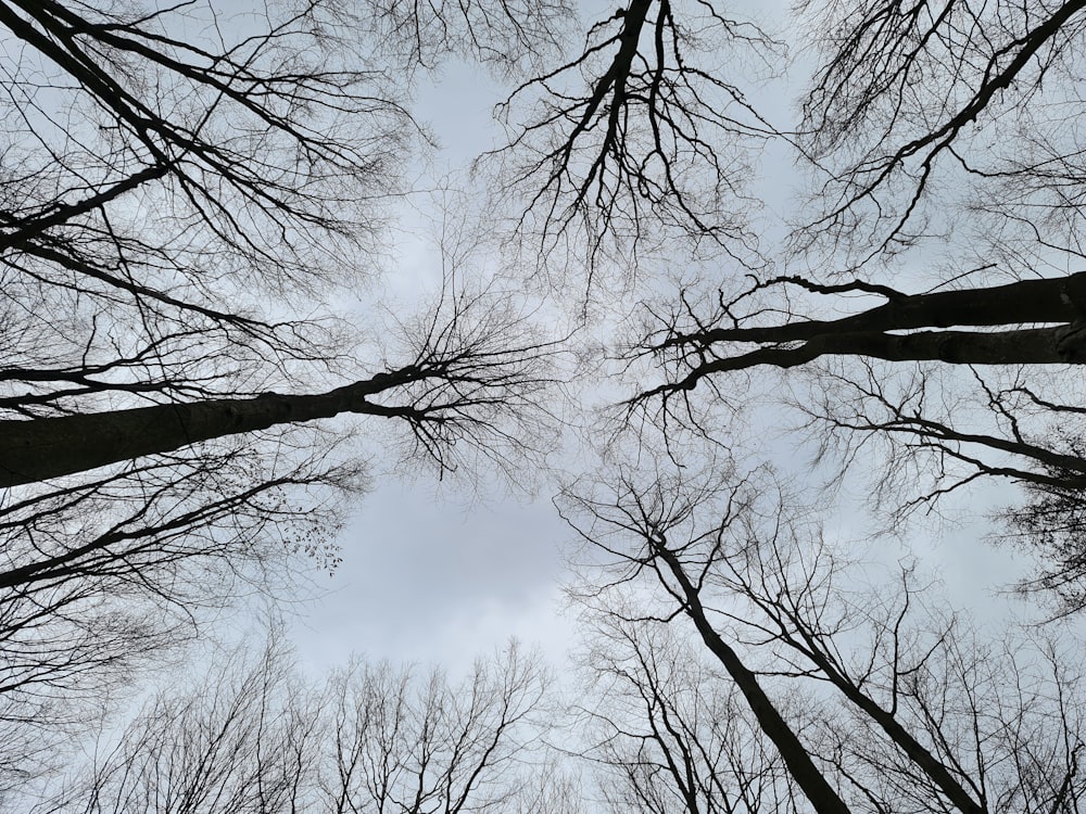 a group of trees with no leaves on them