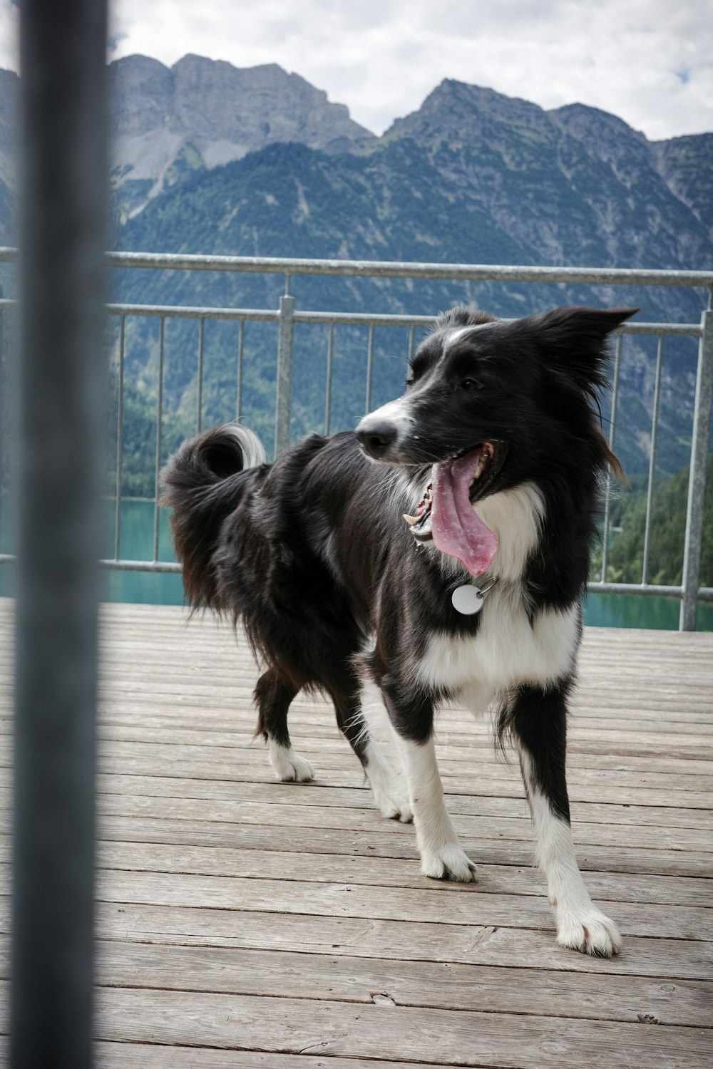 a black and white dog standing on top of a wooden deck