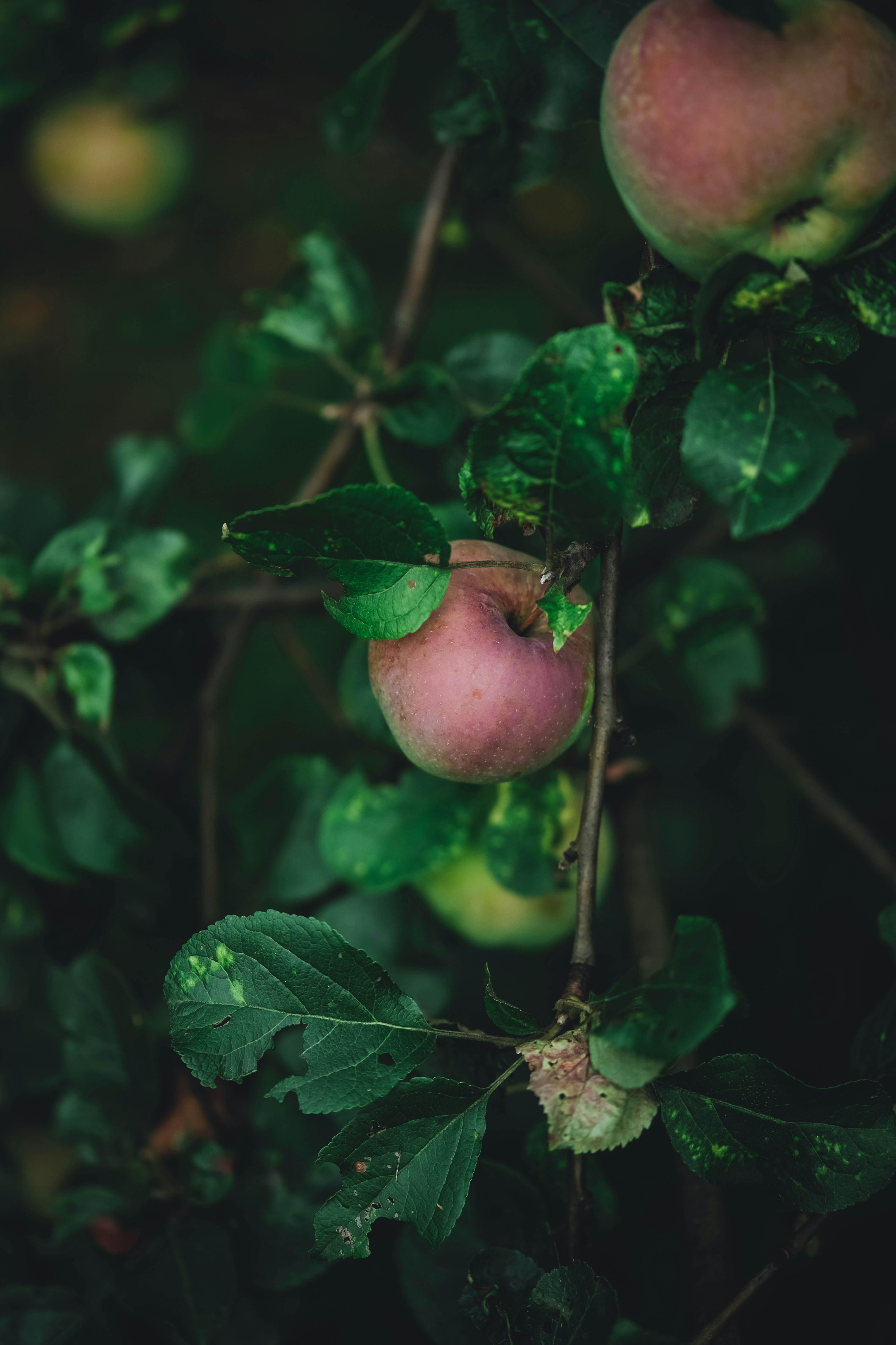 Photo by rolig_basseng