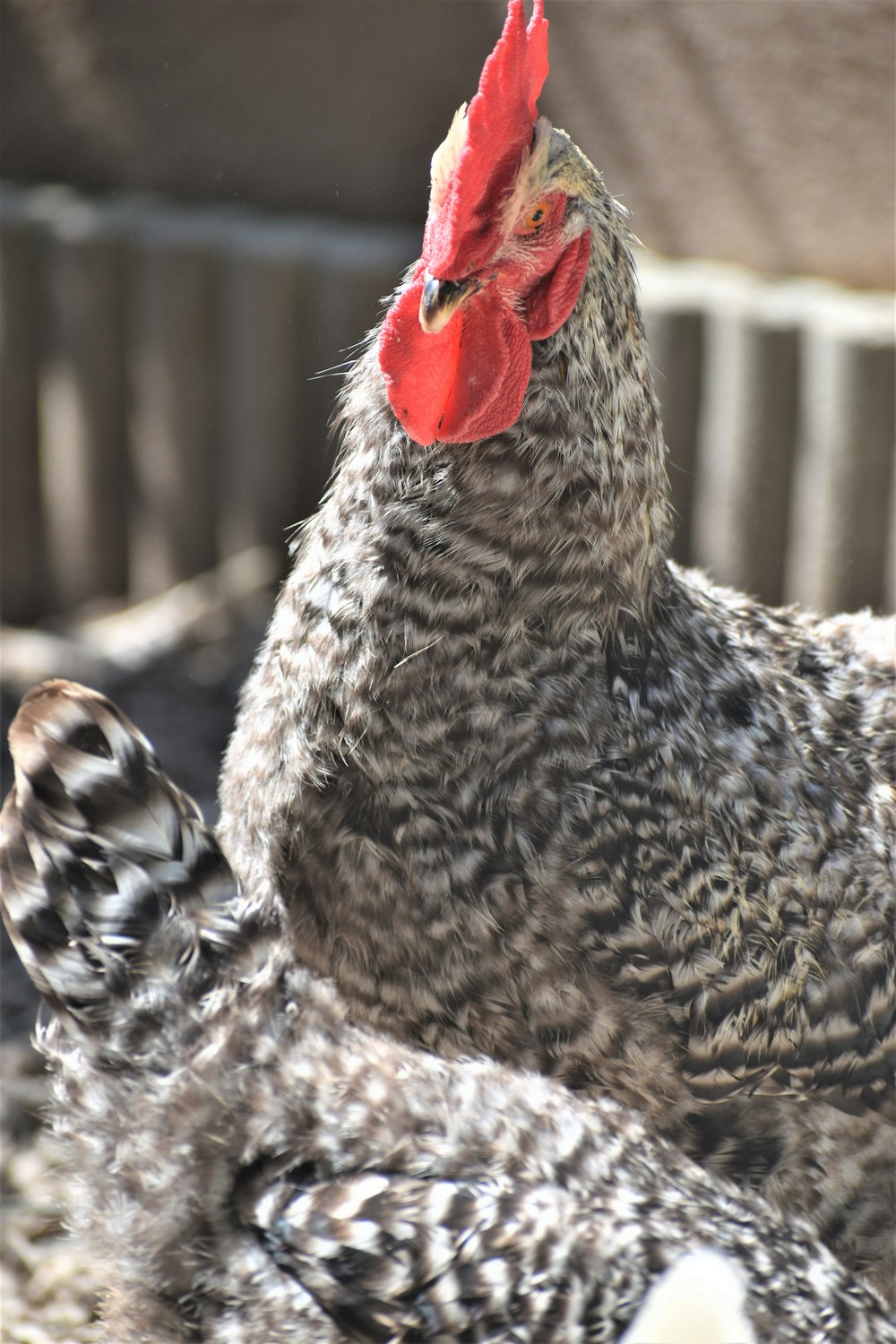 a close up of a chicken with a red comb