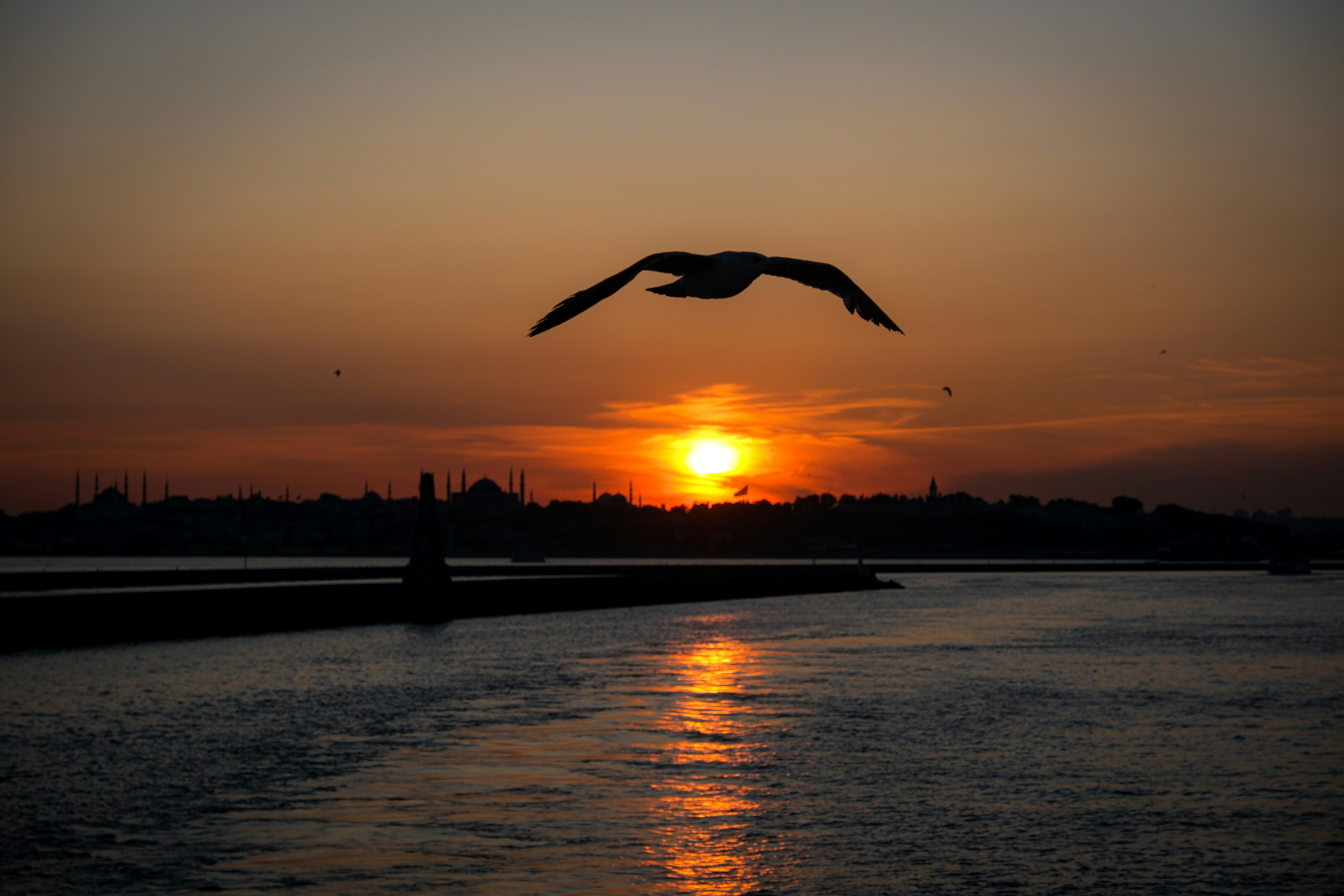 a bird flying over a body of water at sunset