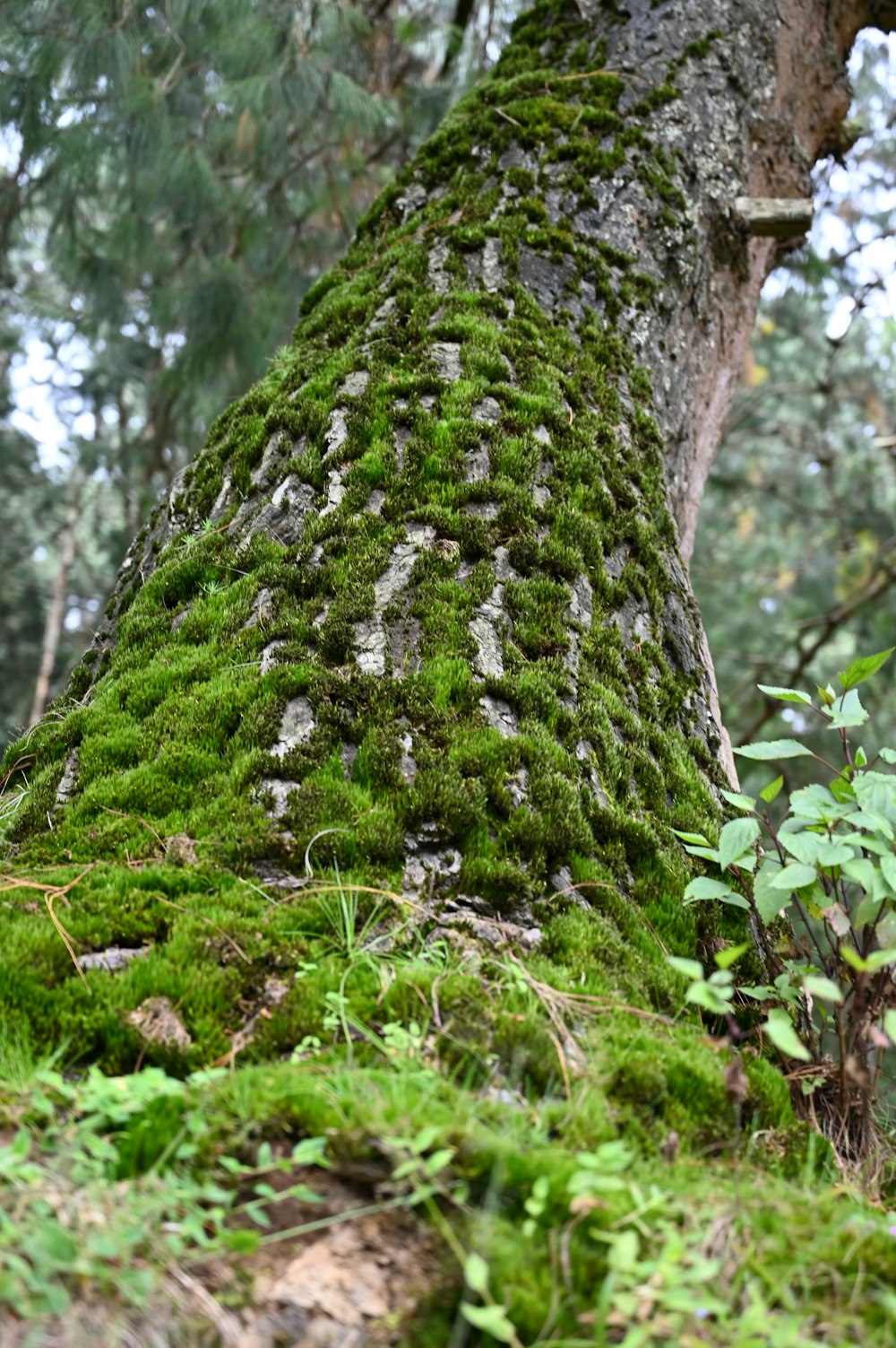 a moss covered tree trunk in a forest