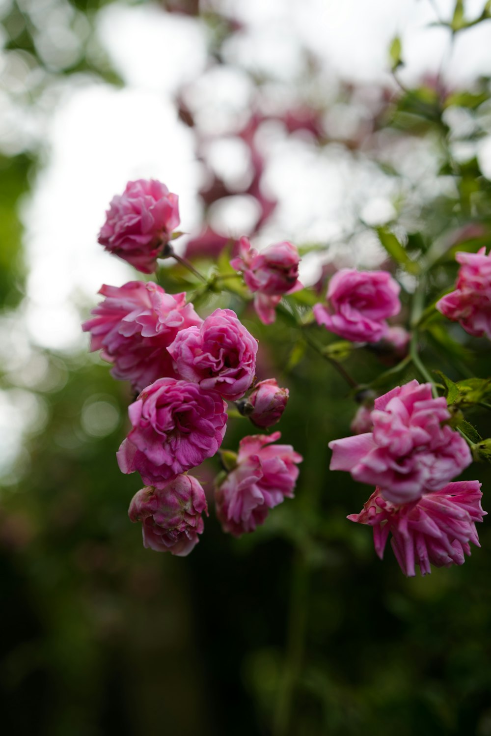 a bunch of pink flowers growing in a garden