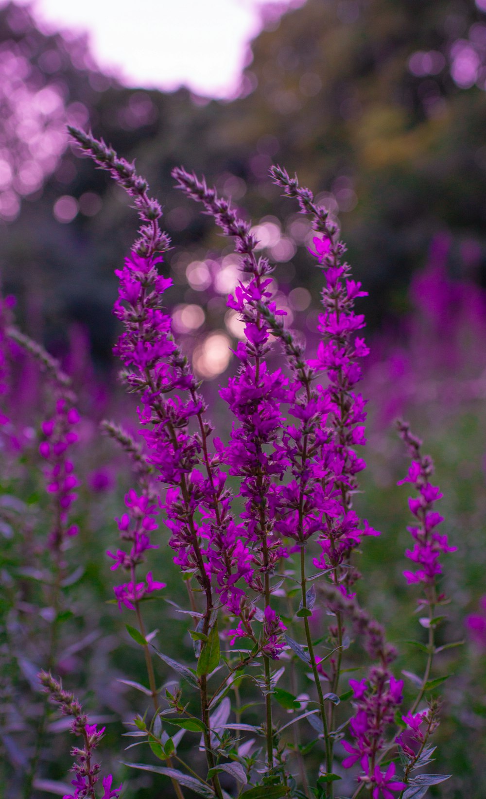 purple flowers in a field with trees in the background