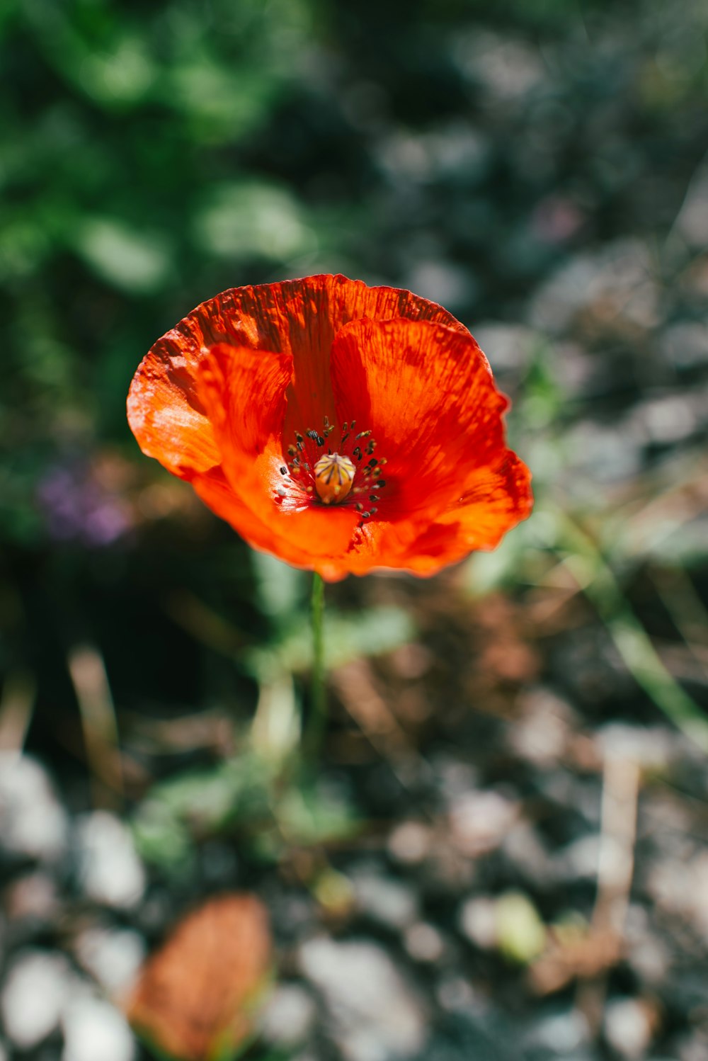 an orange flower with a bug on it