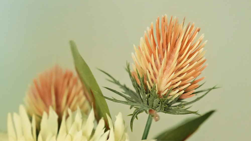 a close up of a flower with a blurry background