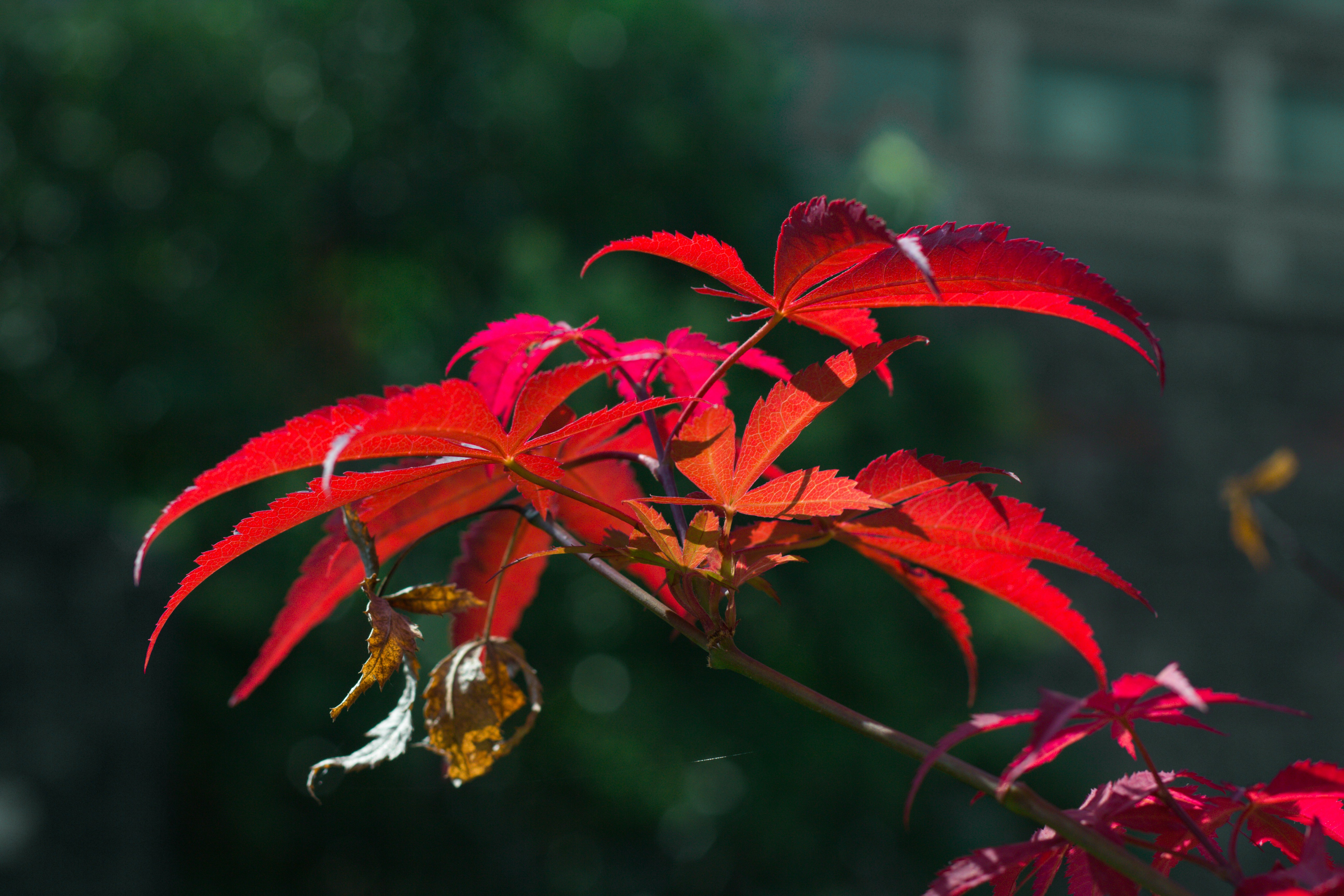 Photo by thezsc