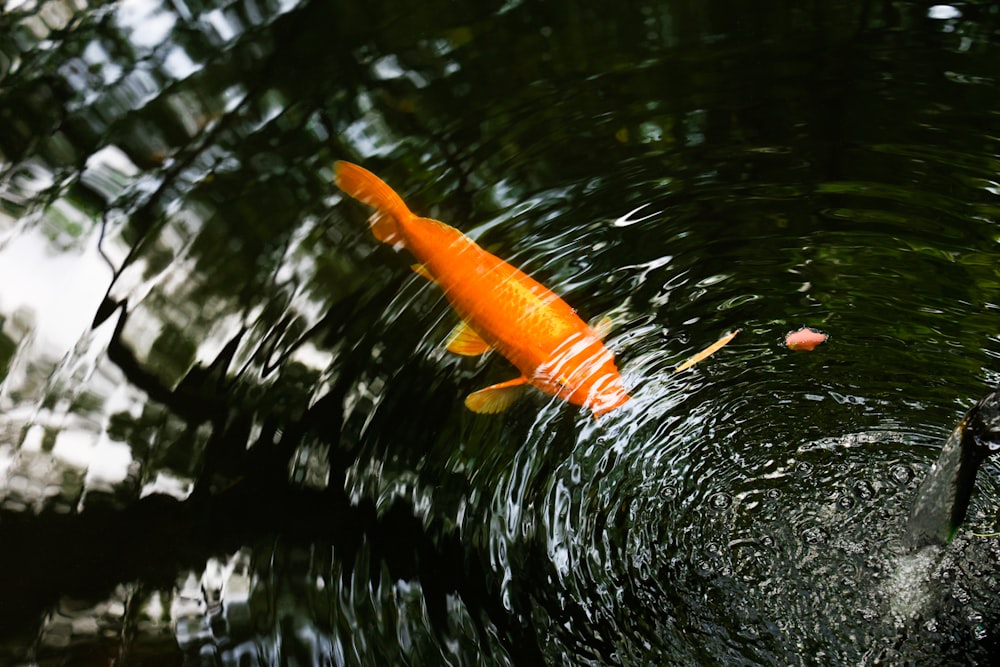 an orange fish swimming in a pond of water