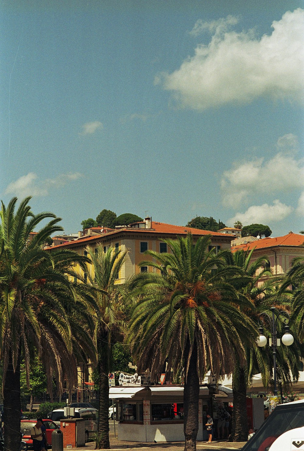 Eine Gruppe von Palmen vor einem Gebäude