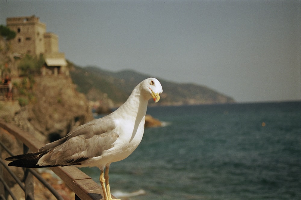 a seagull sitting on a railing overlooking the ocean