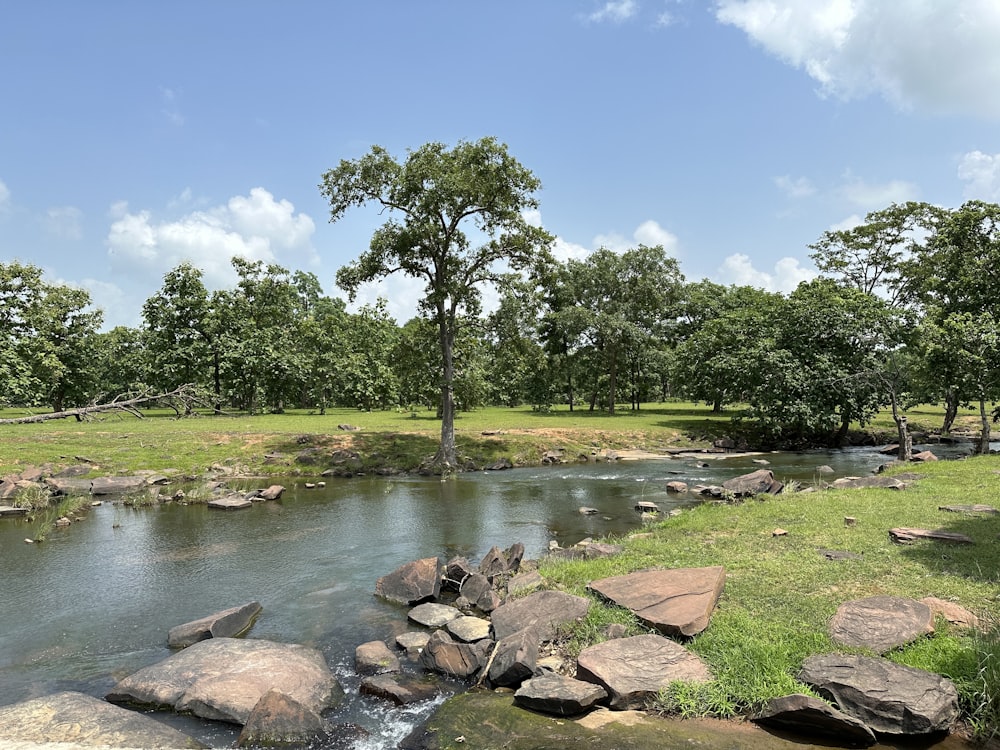 a river running through a lush green forest