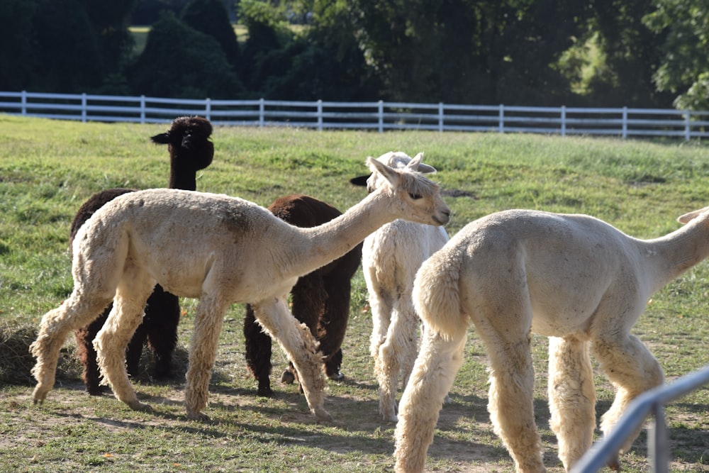 a herd of llamas walking across a grass covered field