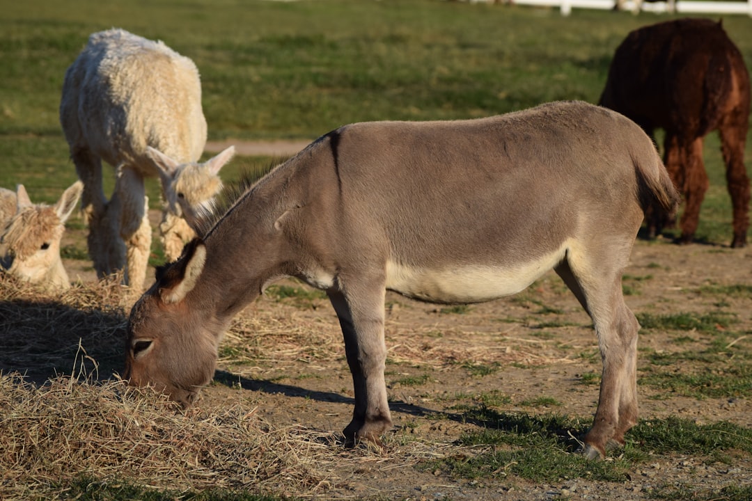 a group of animals grazing on grass in a field, Donkeys grazing. Shot from Carousel park in Delaware.