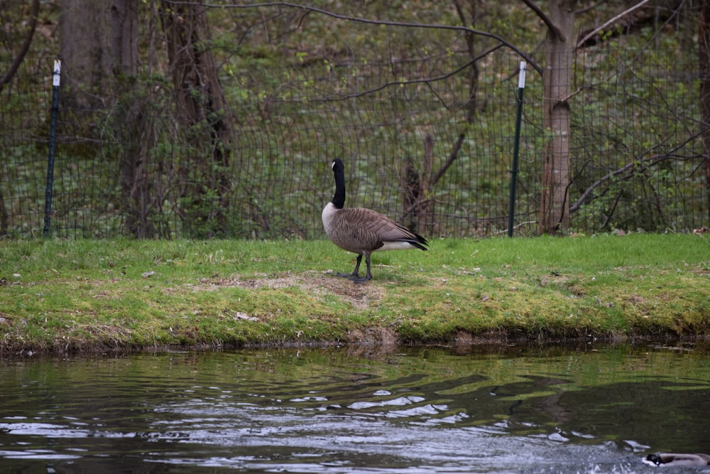 a goose standing on the edge of a pond