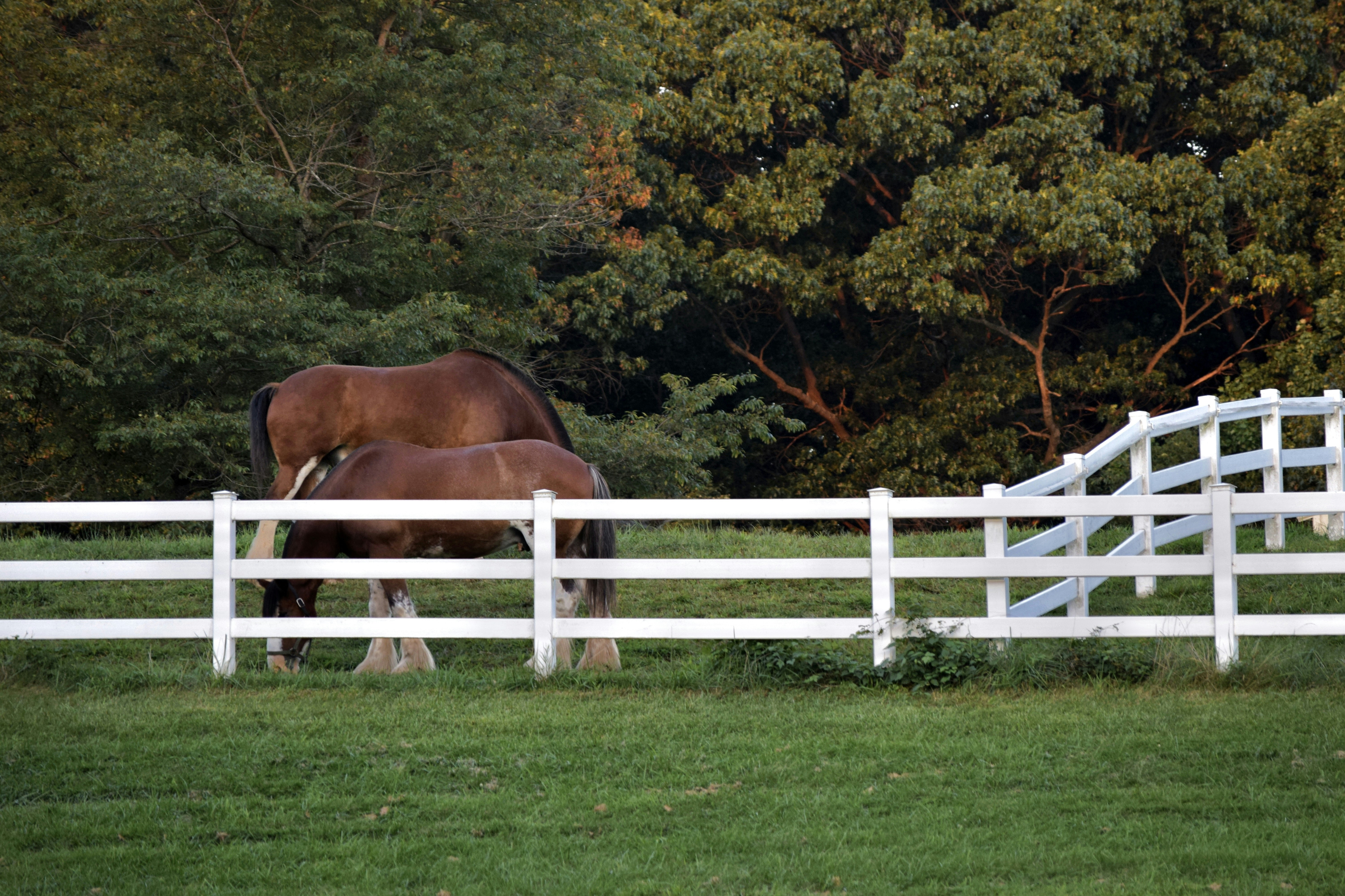 Horses grazing. Shot from Carousel park in Delaware.