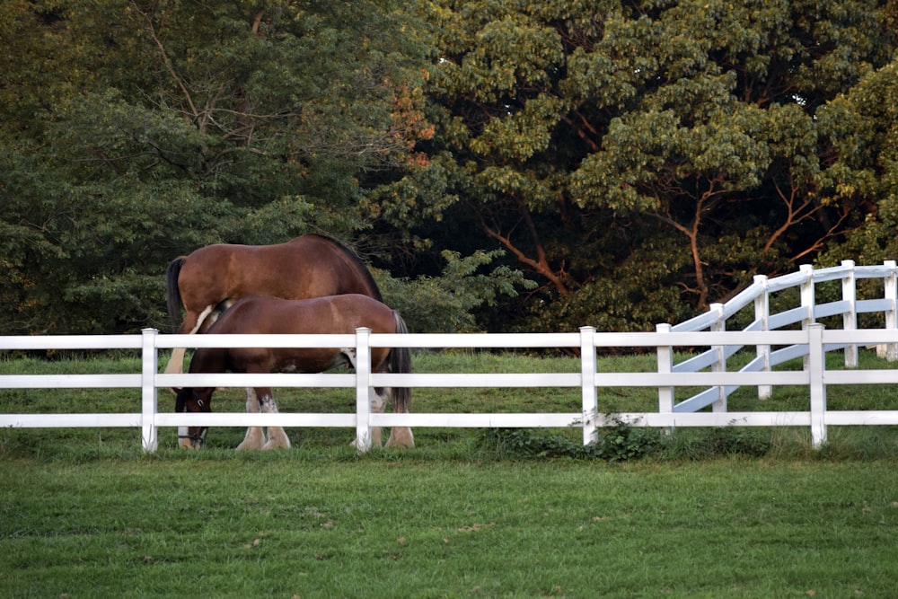 a couple of horses that are standing in the grass