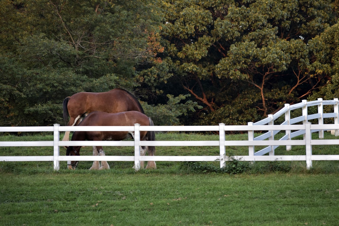 a couple of horses that are standing in the grass, Horses grazing. Shot from Carousel park in Delaware.