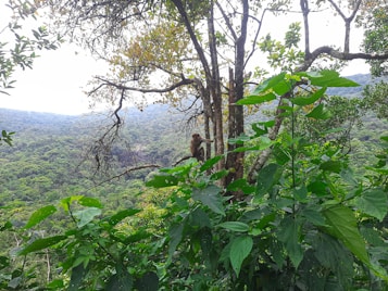 A lush, dense forest filled with vibrant green foliage and tall trees extending towards the sky. A monkey is spotted clinging to one of the tree trunks, surrounded by the thick growth of leaves. The background reveals rolling hills covered in similar lush greenery, creating a serene and natural landscape.