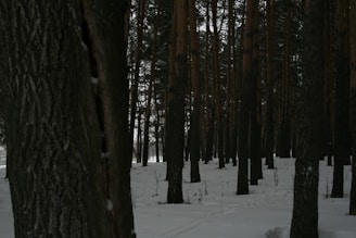 Tall trees with dark bark rise vertically in a dense winter forest. The ground is covered with a thick layer of snow, looking untouched and serene. Subtle light filters through the trees, creating contrasting shadows.