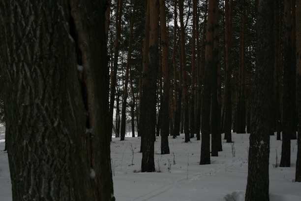 Tall trees with dark bark rise vertically in a dense winter forest. The ground is covered with a thick layer of snow, looking untouched and serene. Subtle light filters through the trees, creating contrasting shadows.