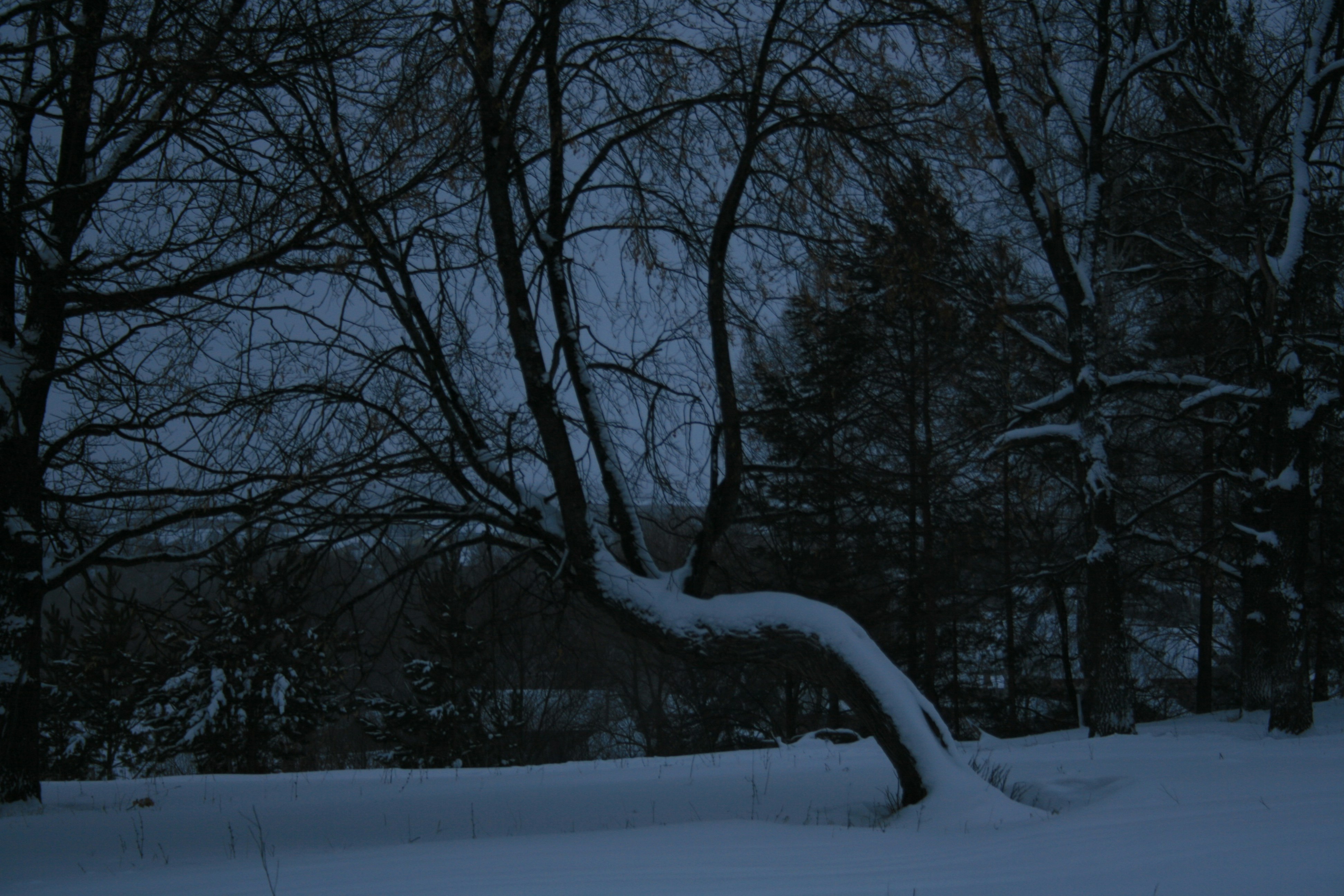 Un campo innevato con alberi sullo sfondo