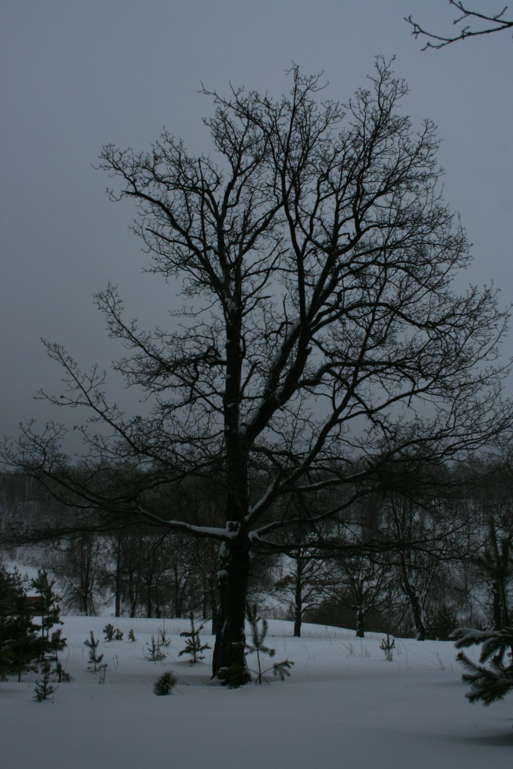 a bare tree in the middle of a snowy field