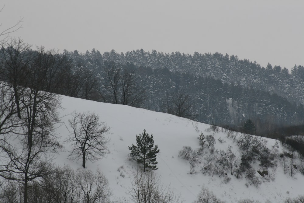a snow covered hillside with trees and a hill in the background