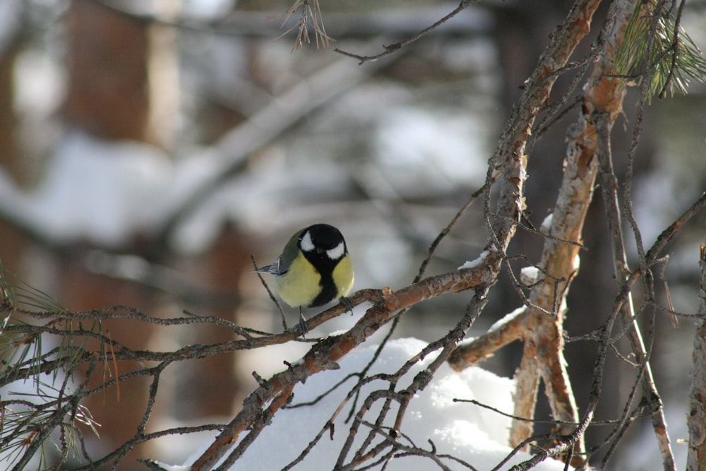 a bird perched on a tree branch in the snow