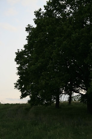 A quiet moment of study under the shade of a large tree, symbolizing hope and growth.