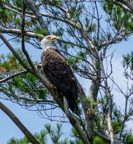 A bald eagle is perched on a tree branch surrounded by green pine needles and a clear blue sky. The eagle's white head and bright yellow beak stand out against its dark feathers. The tree branches with sparse green foliage frame the bird, creating a natural and serene setting.
