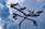 A weather vane features four bird silhouettes perched on a branch, set against a backdrop of partly cloudy blue sky. The cardinal direction letters N, E, S, and W are clearly visible.