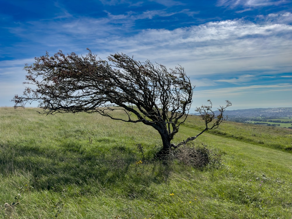 a tree in a grassy field with a blue sky in the background