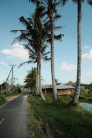 Tall palm trees line a narrow rural road, with a small wooden house adjacent to a lush green field. The sky is clear with a few fluffy clouds, suggesting a serene countryside setting.