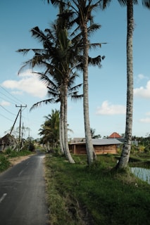 Tall palm trees line a narrow rural road, with a small wooden house adjacent to a lush green field. The sky is clear with a few fluffy clouds, suggesting a serene countryside setting.