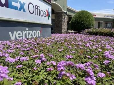 A field of vibrant purple flowers in the foreground with a FedEx Office and Verizon sign visible in the background. The area is adorned with lush greenery, including a large, manicured hedge and architectural elements of a shopping area.