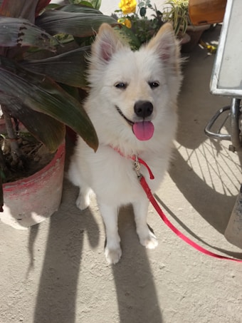 A small white dog with a fluffy coat, pink tongue sticking out, and wearing a pink leash looks directly at the camera. It is sitting next to a large, leafy houseplant and some potted flowers. The scene appears to be set on a concrete surface with sunlight casting shadows across the ground.