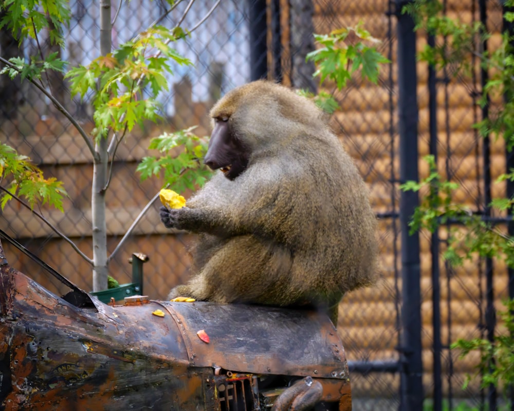 Un mono sentado encima de un pedazo de metal
