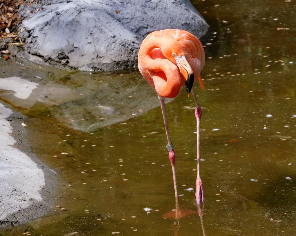 a pink flamingo standing in a pond of water