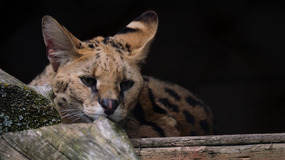 a close up of a cat on a wooden surface