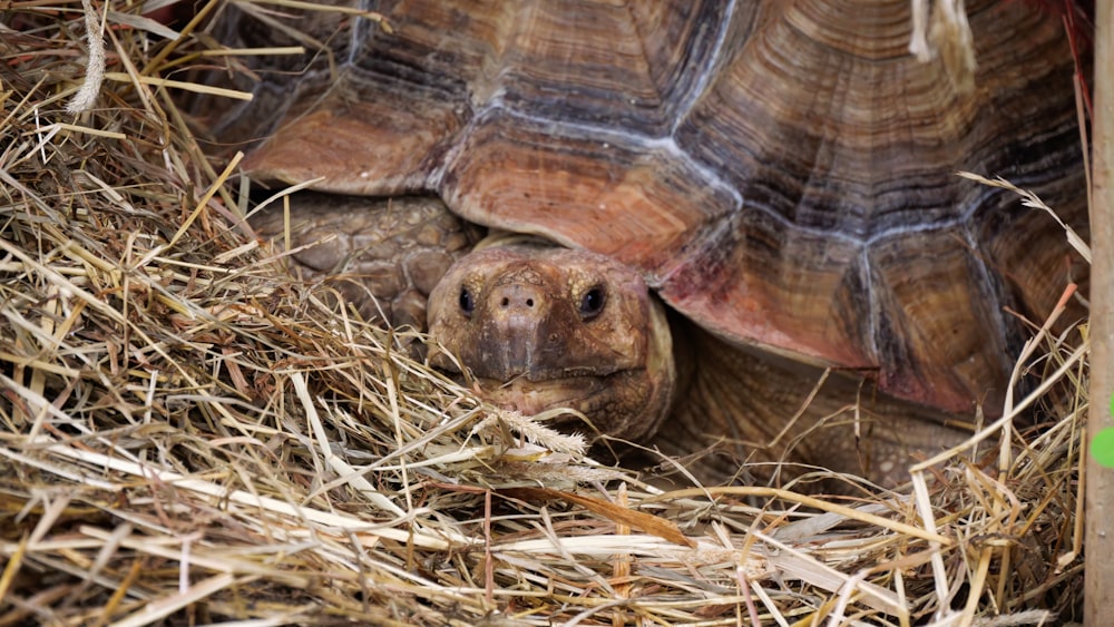 a close up of a tortoise in a pile of hay