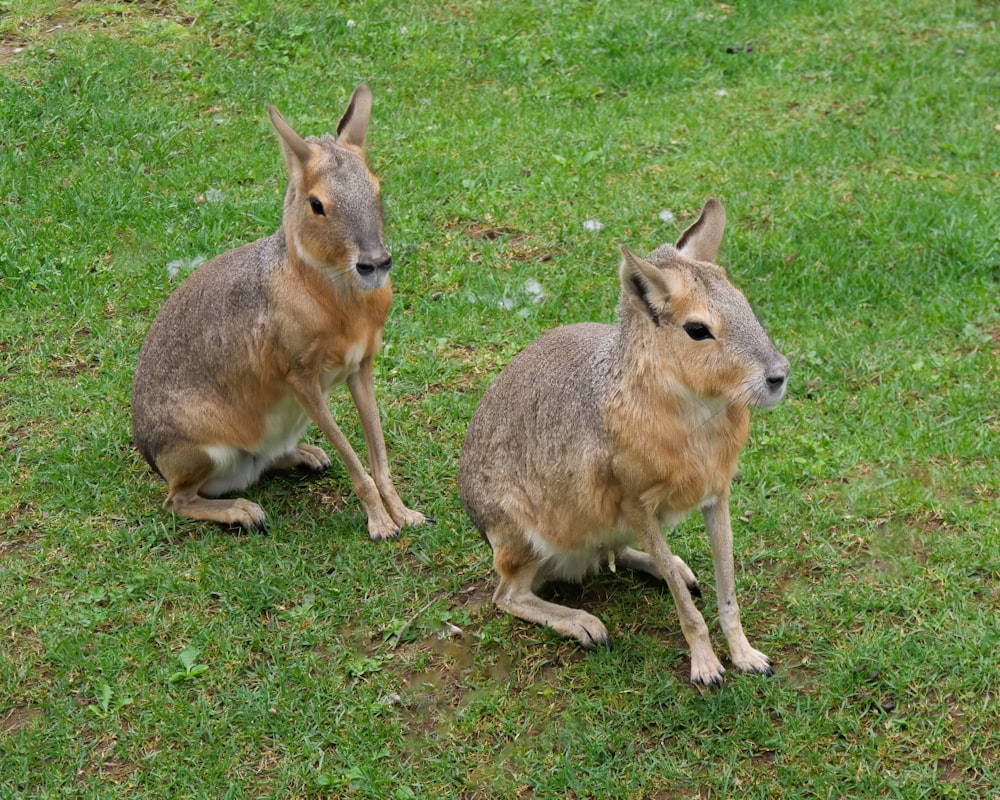 a couple of kangaroos sitting on top of a lush green field