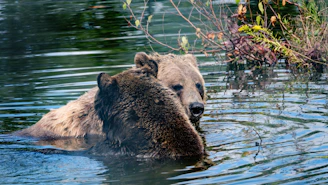 Two bears are immersed in a body of water, surrounded by lush greenery. One bear is facing the viewer while the other faces away, both appearing relaxed and calm in their natural habitat.