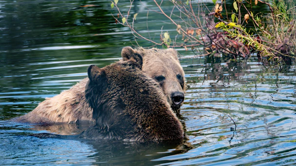 Two bears are immersed in a body of water, surrounded by lush greenery. One bear is facing the viewer while the other faces away, both appearing relaxed and calm in their natural habitat.