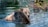 Two bears are immersed in a body of water, surrounded by lush greenery. One bear is facing the viewer while the other faces away, both appearing relaxed and calm in their natural habitat.