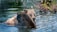 Two bears are immersed in a body of water, surrounded by lush greenery. One bear is facing the viewer while the other faces away, both appearing relaxed and calm in their natural habitat.