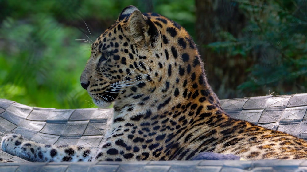 a large leopard laying on top of a roof