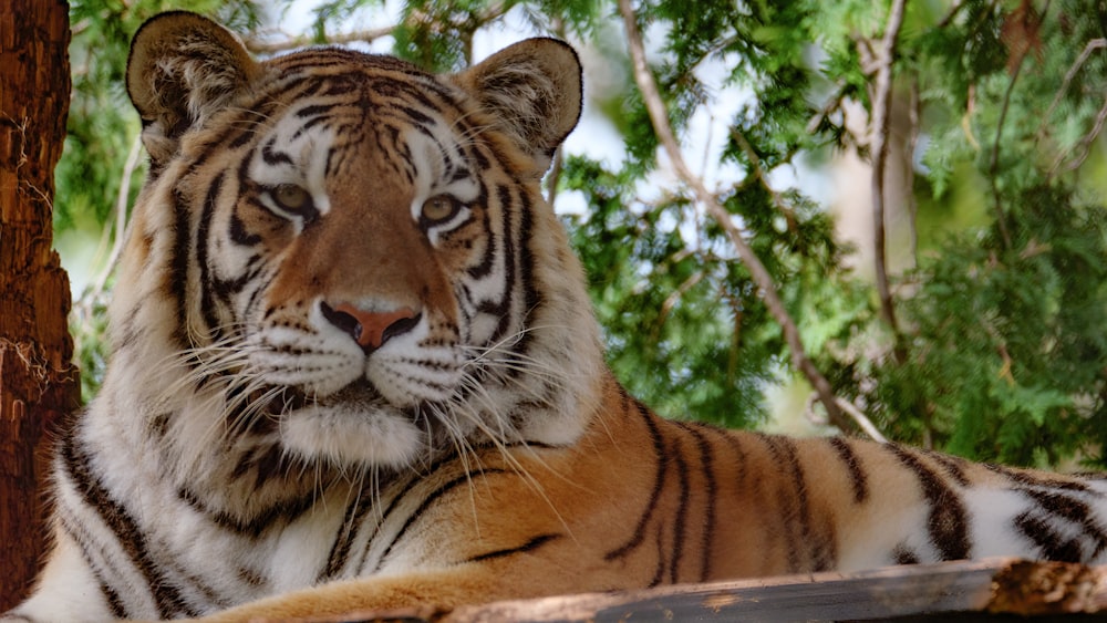 a tiger laying down in the shade of a tree