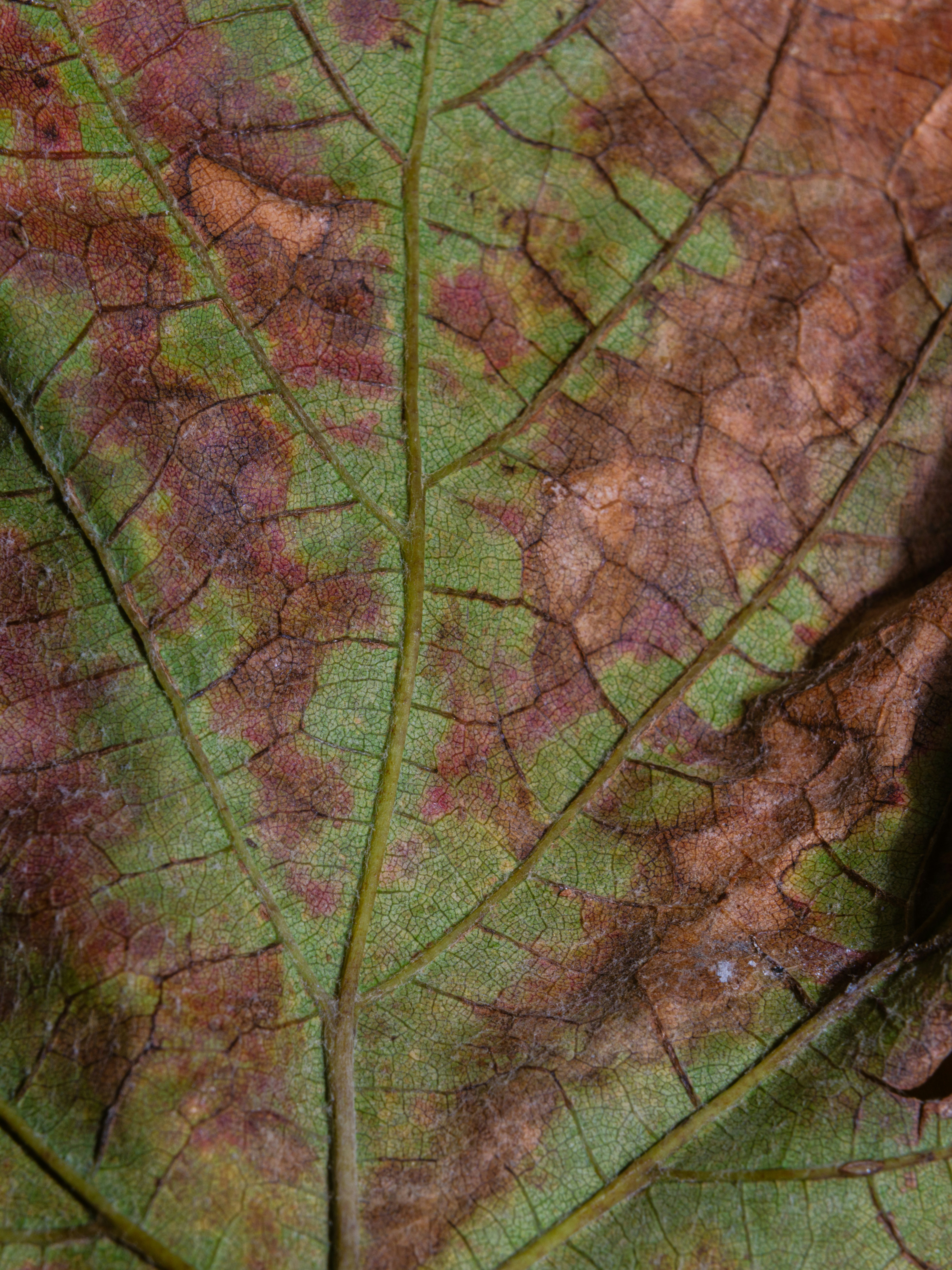 Close-up of Grabba leaf texture